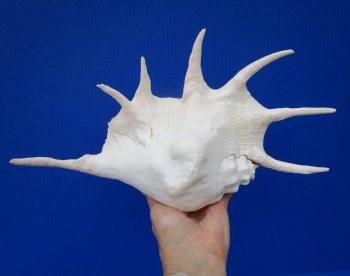 Giant Spider Conch Shell with Long Spines, 12-7/8 by 7-3/4 inches - Buy this one for $17.99