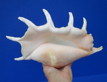 Giant Spider Conch Shell with Long Spines, 12-3/4 by 8 inches - Buy this one for $17.99
