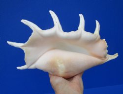 Giant Spider Conch Shell with Long Spines, 12-3/4 by 8 inches - Buy this one for $17.99