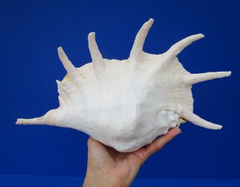 Giant Spider Conch Shell with Long Spines, 12-3/4 by 8 inches - Buy this one for $17.99
