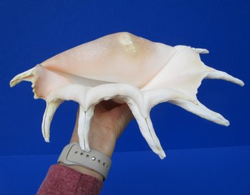 Giant Spider Conch Shell with Long Spines, 12-3/4 by 8 inches - Buy this one for $17.99