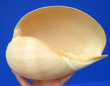 9-1/2 inches Large Crowned Baler Melon Shell for Sale - Buy this one for $12.99