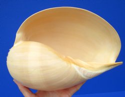 9-1/2 inches Large Crowned Baler Melon Shell for Sale - Buy this one for $12.99