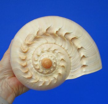 9-1/2 inches Large Crowned Baler Melon Shell for Sale - Buy this one for $12.99