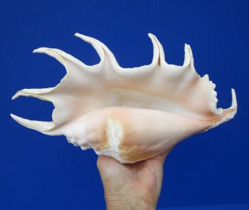 Giant Spider Conch Shell with Long Spines, 12-3/4 by 7 inches  - Buy this one for $17.99