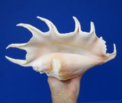 Giant Spider Conch Shell with Long Spines, 12-3/4 by 7 inches  - Buy this one for $17.99