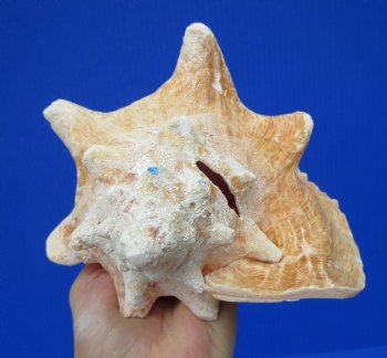 7-1/2 by 6-3/4 inches Queen Conch Shell, Pink Conch for $16.99