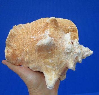 7-1/2 by 6-3/4 inches Queen Conch Shell, Pink Conch for $16.99