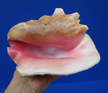7-1/2 by 6-3/4 inches Queen Conch Shell, Pink Conch for $16.99