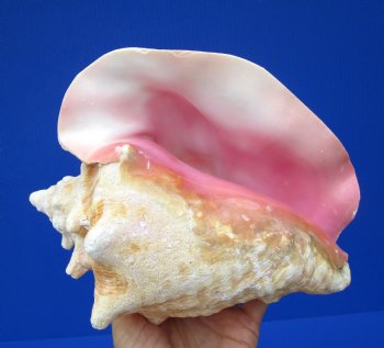 8 by 6-3/4 inches Queen Conch Shell, Pink Conch for $24.99