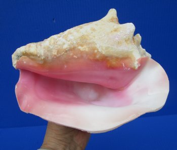 8 by 6-3/4 inches Queen Conch Shell, Pink Conch for $24.99