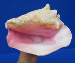 8 by 6-3/4 inches Queen Conch Shell, Pink Conch for $24.99