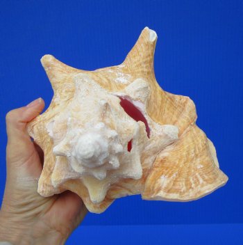 8 by 6-3/4 inches Queen Conch Shell, Pink Conch for $24.99