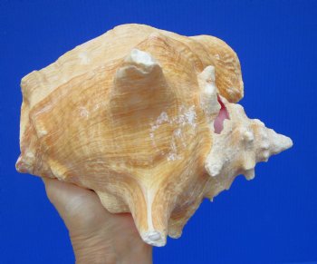 8 by 6-3/4 inches Queen Conch Shell, Pink Conch for $24.99
