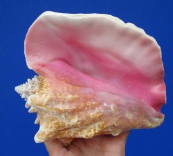 7-1/4 by 6-1/2 inches Queen Conch Shell, Pink Conch for $16.99