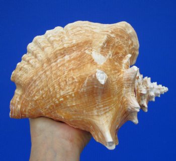 7-1/4 by 6-1/2 inches Queen Conch Shell, Pink Conch for $16.99