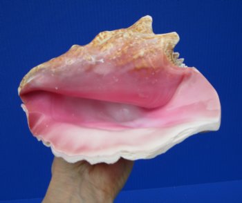 7-1/4 by 6-1/2 inches Queen Conch Shell, Pink Conch for $16.99