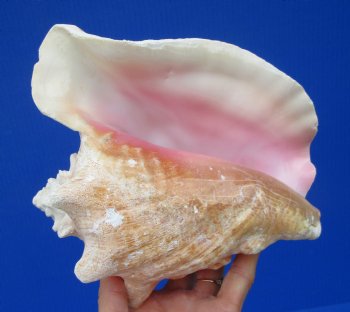 7-1/4 by 6-1/4 inches Queen Conch Shell, Pink Conch for $16.99
