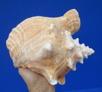 7-1/4 by 6-1/4 inches Queen Conch Shell, Pink Conch for $16.99