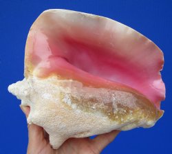 7-3/4 by 6-1/4 inches Queen Conch Shell, Pink Conch for $16.99