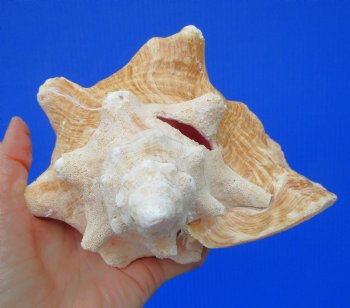 7-3/4 by 6-1/4 inches Queen Conch Shell, Pink Conch for $16.99