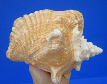 7-3/4 by 6-1/4 inches Queen Conch Shell, Pink Conch for $16.99