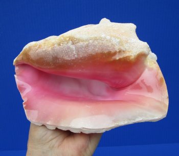 7-3/4 by 6-1/4 inches Queen Conch Shell, Pink Conch for $16.99