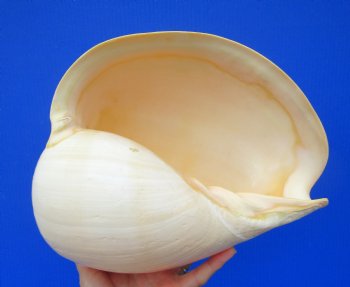 10-3/4 inches Large Crowned Baler Melon Shell for Sale - Buy this one for $14.99