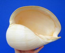 10-3/4 inches Large Crowned Baler Melon Shell for Sale - Buy this one for $14.99