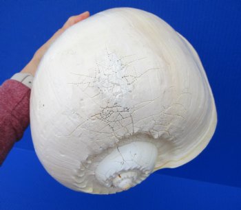 10-3/4 inches Large Crowned Baler Melon Shell for Sale - Buy this one for $14.99