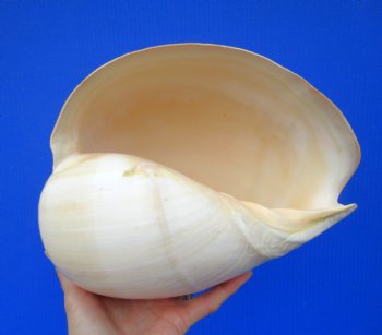 9-3/4 inches Large Crowned Baler Melon Shell for Sale - Buy this one for $12.99