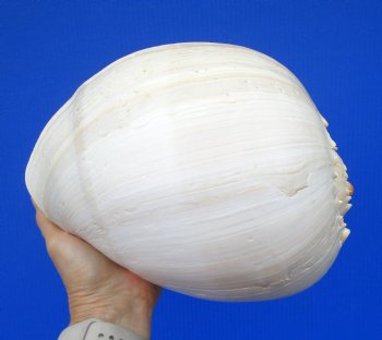 9-3/4 inches Large Crowned Baler Melon Shell for Sale - Buy this one for $12.99