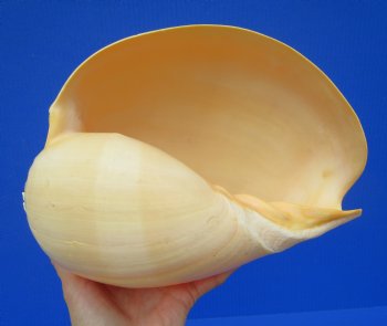 9-3/4 inches Large Crowned Baler Melon Shell for Sale - Buy this one for $12.99