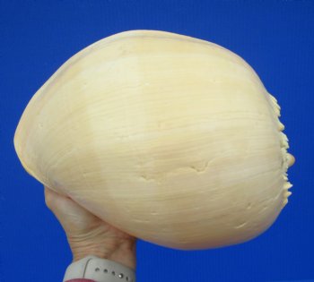 9-3/4 inches Large Crowned Baler Melon Shell for Sale - Buy this one for $12.99