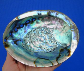 Large Blue Green Abalone Shell, 6 by 4-3/4 inches - Buy this one for $14.99