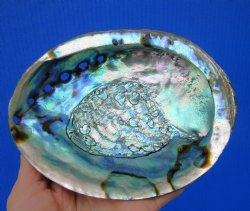 Large Blue Green Abalone Shell, 6 by 4-3/4 inches - Buy this one for $14.99