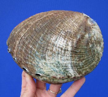 Large Blue Green Abalone Shell, 6-1/4 by 4-3/4 inches - Buy this one for $19.99