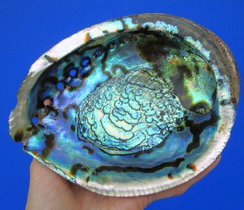 Large Blue Green Abalone Shell, 6-7/8 by 5-1/2 inches - Buy this one for $19.99