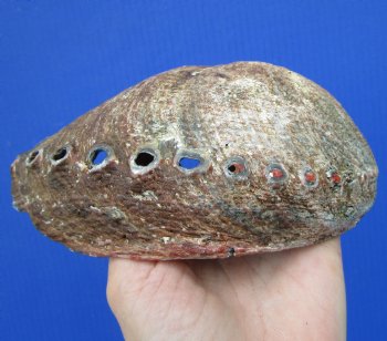 Large Blue Green Abalone Shell, 6-7/8 by 5-1/2 inches - Buy this one for $19.99