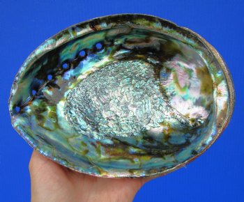 Large Blue Green Abalone Shell, 7-3/4 by 6 inches - Buy this one for $24.99