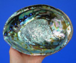 Large Blue Green Abalone Shell, 7-3/4 by 6 inches - Buy this one for $24.99