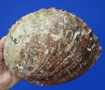 Large Blue Green Abalone Shell, 7-3/4 by 6 inches - Buy this one for $24.99