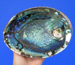 Large Blue Green Abalone Shell, 7-1/2 by 6 inches - Buy this one for $24.99