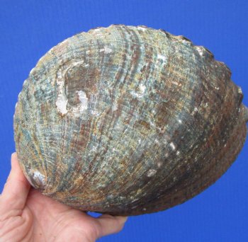 Large Blue Green Abalone Shell, 7-1/2 by 6 inches - Buy this one for $24.99