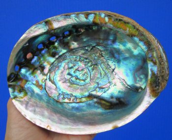 Large Blue Green Abalone Shell, 6 by 4-1/2 inches - Buy this for $14.99