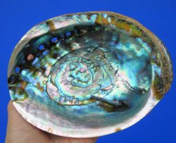 Large Blue Green Abalone Shell, 6 by 4-1/2 inches - Buy this for $14.99