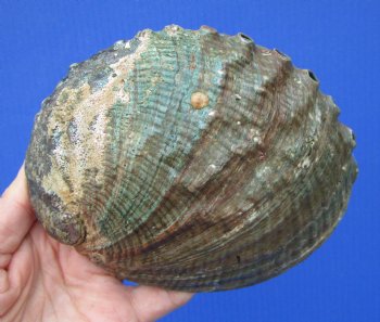 Large Blue Green Abalone Shell, 6 by 4-1/2 inches - Buy this for $14.99