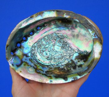 Large Blue Green Abalone Shell, 6-1/4 by 4-3/4 inches - Buy this for $14.99