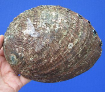 Large Blue Green Abalone Shell, 6-1/4 by 4-3/4 inches - Buy this for $14.99