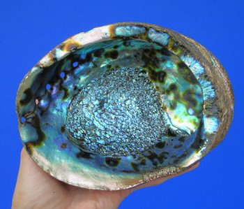 Large Blue Green Abalone Shell, 7 by 5-1/2 inches - Buy this one for $19.99